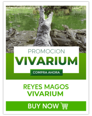 Vivarium - Promoción - Reyes Magos
