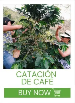 CATACION DE CAFE