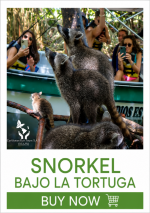 SNORKEL BAJO LA TORTUGA